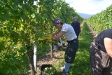 Alsace er kendt for sin liflige riesling vin. Lad efterårsturen gå hertil.