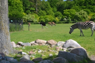 Alverdens Dyr I Knuthenborg Safaripark