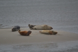 Sælerne nyder livet på sandbanken og er tilsynelandende upåvirkede af mennesker.